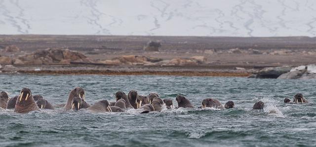 061 Andreeneset, walrussen.jpg